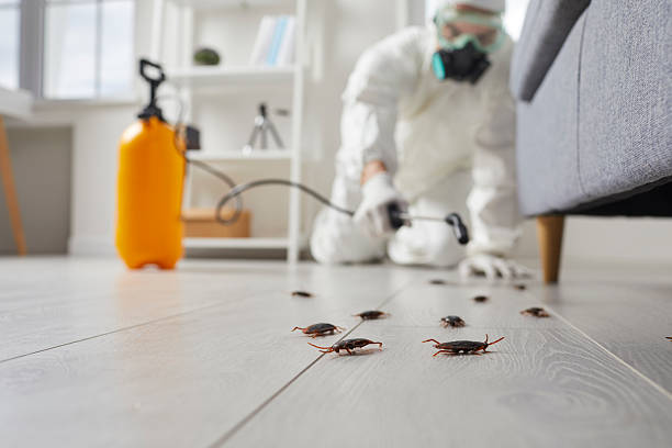 Affordable Termite Control solutions in Eudora, KS